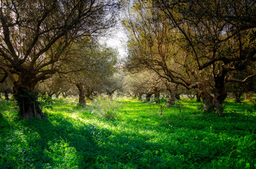 A field of olive trees in Crete Greece