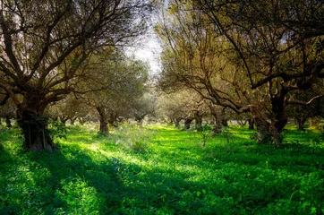 Tuinposter Olijfboom Een veld met olijfbomen op Kreta Griekenland