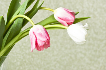  three tulips on a green background