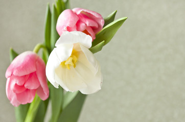  three tulips on a green background