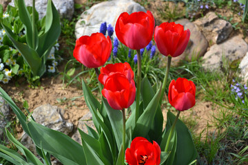 Beautiful flowering red tulips in the garden in springtime