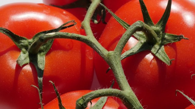 Red fresh cherry tomatoes on vine close-up tilting 4K 2160p 30fps UHD footage - Slow tilt over natural organic tomatoes food pieces 4K 3840X2160 UltraHD video 