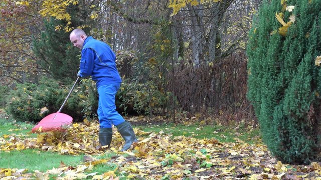 Guy rake leaves in backyard at cold autumn time. Worker prepare compost. Autumnal seasonal outdoor works. Static shot. 4K

