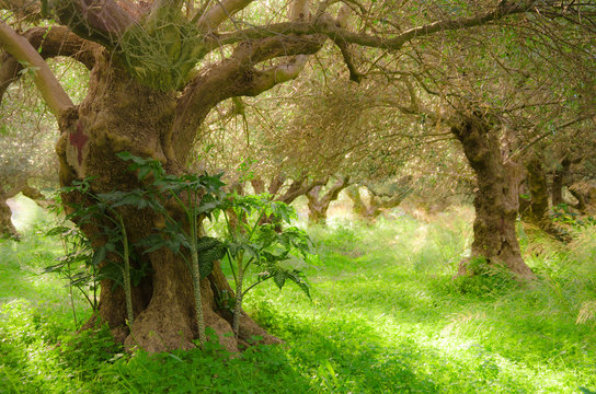 A field of olive trees in Crete Greece