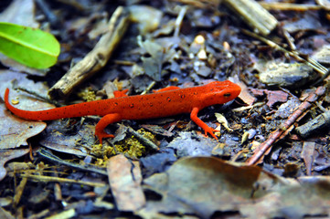 Close up of Salamander
