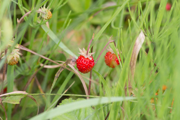 Wild strawberry grows in the woods. Spring time berries. are gathered widely for making jams and healthy eating.