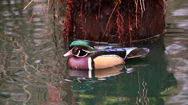 Wood duck Male Carolina duck ducks Aix sponsa 