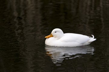 White domestic duck with orange bill or beak