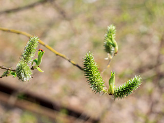 Springtime willow catkins on branch close up
