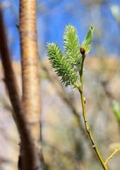 Naklejka premium Springtime willow catkins on branch close up