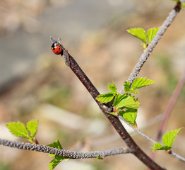 Spring blossoms tree birch with young green leaves
