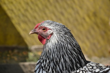 Hen walking on the barnyard. Young chicken standig alone on barn yard with the chicken coop