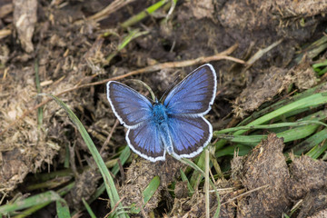 Silver-studded blue (Plebejus argus) sits on a ground with grass. Blue butterfly on the cow poo.