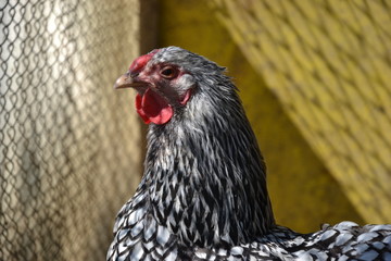 Hen walking on the barnyard. Young chicken standig alone on barn yard with the chicken coop