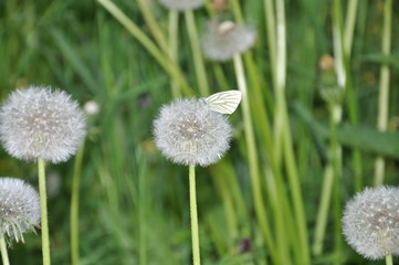 Kohlweißling auf Pusteblume/Löwenzahn