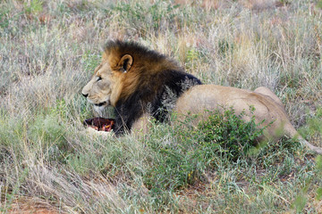 Fototapeta premium Male lion, Namibia