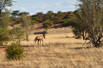 Obraz na płótnie Canvas African wildlife, Namibia