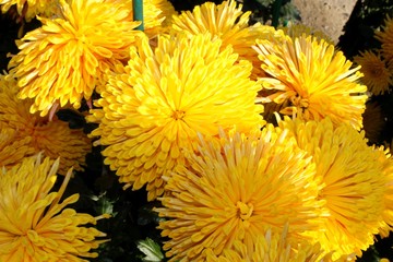Obraz premium Yellow chrysanthemums 