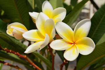 A branch with yellow frangipani flowers