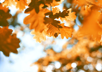 Fototapeta na wymiar Oak tree with selective focus of the foreground and bright sun with smooth light. Nature background in autumn with copy space and red leaves.