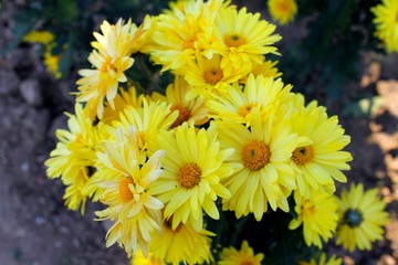 Yellow chrysanthemums 