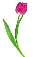 Tulip flower isolated on white background