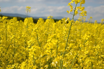 Obraz premium Field of yellow flowering oilseed rape isolated on a cloudy blue sky in springtime (Brassica napus), Blooming canola, rapeseed plant landscape. Slovakia