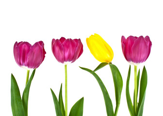 Tulip flowers isolated on white background