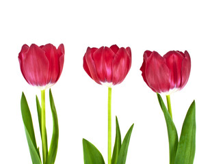 Tulip flowers isolated on white background