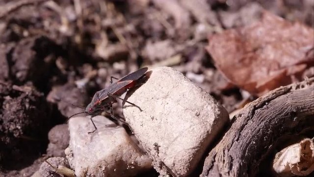 Box elder bug crawls off rock.