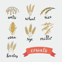 Ripe ears of cereals lettering names in English 