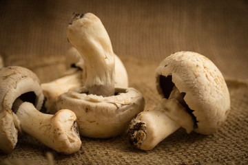 Funghi crudi su juta