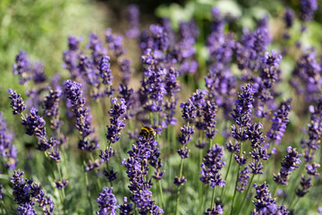 Naklejka premium Garden with the flourishing lavender