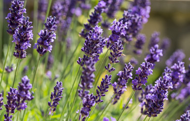 Gardens with the flourishing lavender