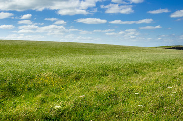 Fototapeta na wymiar Green Grass Field and Blue Sky in the Countryside of Cornwall