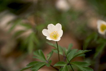 wild white flower
