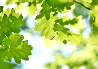 Fototapeta na wymiar fresh green leaves with copy space. Green oak leaves in the sun with selective focus and defocused background. Nature background in spring.