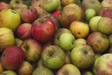 pile of apples