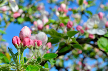 Fototapeta premium Young apple-tree flowers in the spring garden