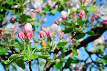 Obraz na płótnie Canvas Young apple-tree flowers in the spring garden