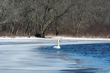 Naklejka premium A trumpeter swan, Cygnus buccinator, makes use of limited open water during the spring thaw in Wisconsin.