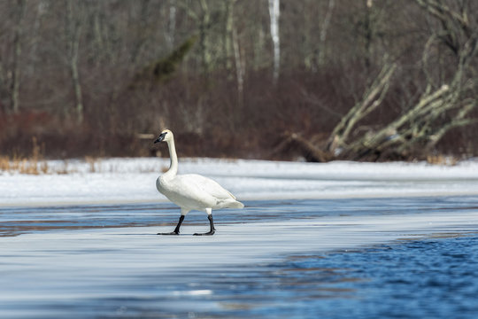 A trumpeter swan, Cygnus buccinator, stands on a thin ice sheet in the Teal river; northern Wisconsin.