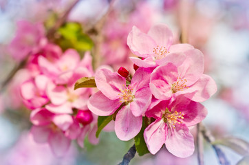 Fototapeta na wymiar Apple flowers, Spring blossom