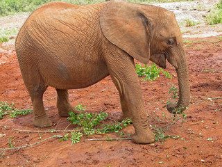 Naklejka premium Baby elephant stands in profile. Sheldrick Elephant Orphanage in Nairobi, Kenya. 