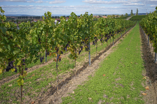 Weinberge in Deutschland Rheinhessen Germany