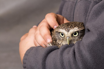 Fototapeta premium Funny tamed howlet in the hands of a child, wild, night owl