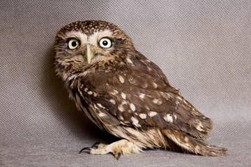 Beautiful domestication owl, wild owl, night owl
