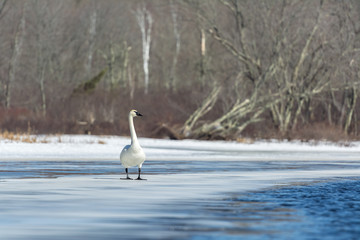 A trumpeter swan, Cygnus buccinator, stands on a thin ice sheet in the Teal river; northern Wisconsin.