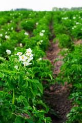 Flowering potatoes on.