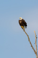 A Bald eagle, Haliaeetus leucocephalus, clings to a dead pine branch in strong wind.